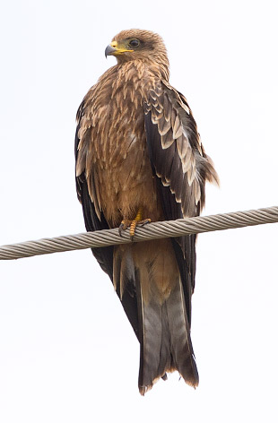 immature Yellow-billed Kite